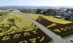 Japanese Rice Field Art